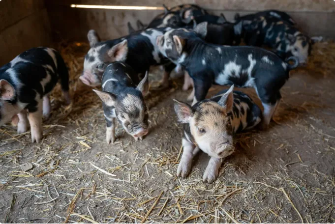 Spotted piglets resting in a straw-bedded barn